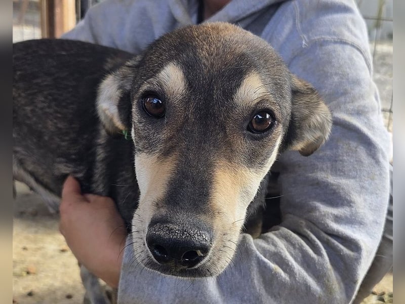 ♥DENNIS♥ wunderschöner, ganz sanfter, feiner kleiner Schatz 51 cm