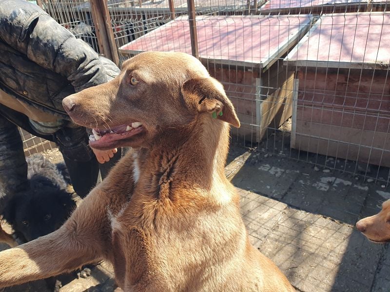 ♥THEA♥ sehr menschenbezogene, verschmuste Junghündin 54 cm