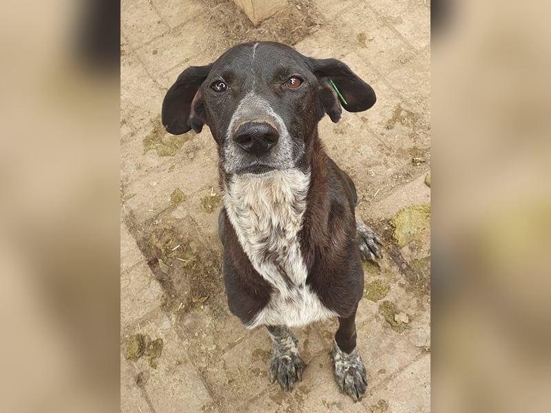 NOTFALL ♥AYLA♥ sehr menschenbezogene, bewegungsfreudige, viel zu dünne Junghündin 54 cm