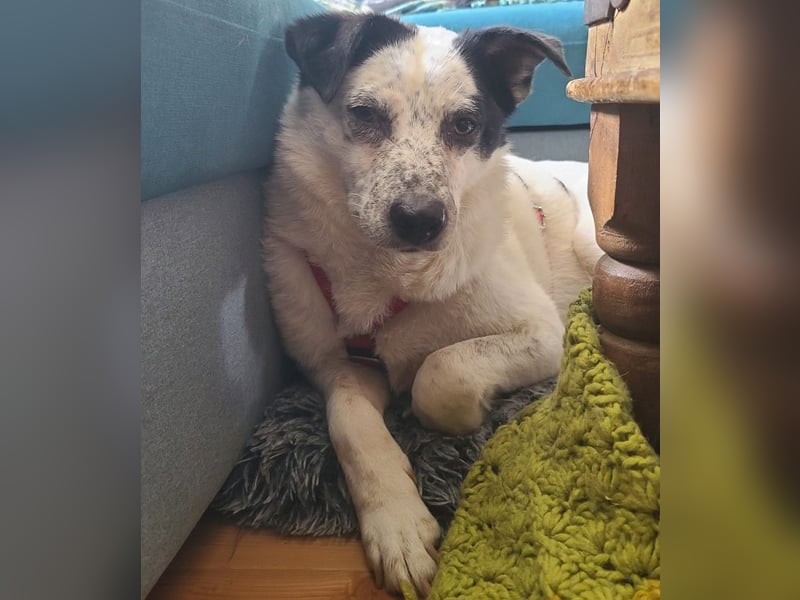 ♥KOBOLD♥ auf Pflegestelle in Essen - hübscher, ganz lieber, sensibler Hundejunge 51 cm