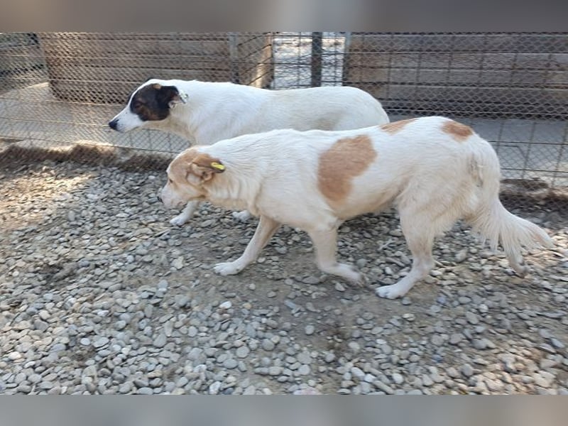 ♥CINDY♥ wunderschöne, neugierige Hündin, die noch unsicher im Umgang mit Menschen ist 54 cm