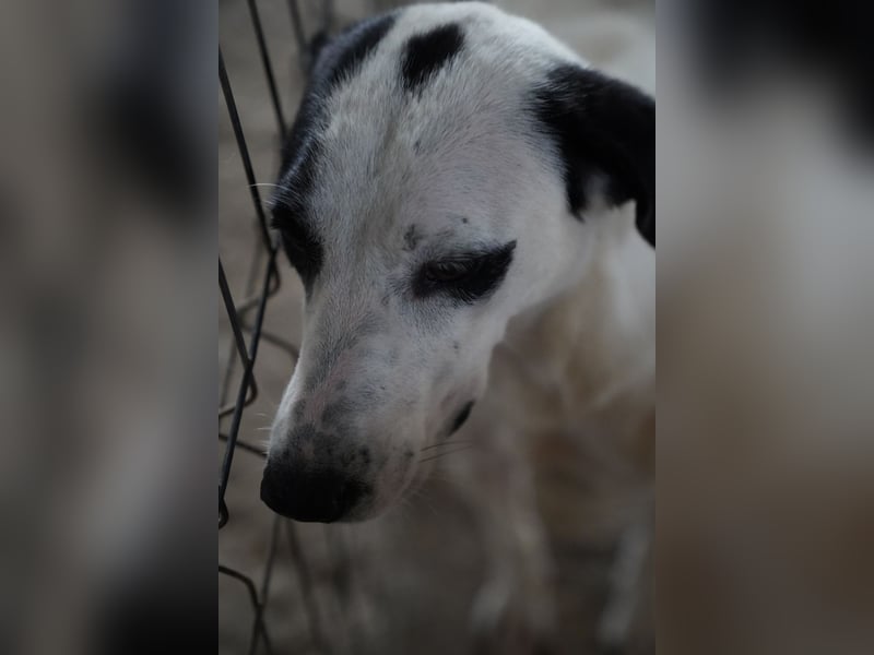 Notfell⭐️GEORGIA⭐️, traumhafte, junge Hündin, 2,5 Jahre, 57cm, Mischling, Tierschutz Rumänien