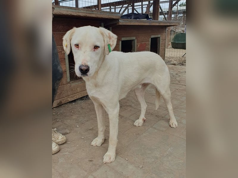 ♥WILLY♥ wunderschöner weißer Rüde mit einem besonders sanften und sensiblen Wesen 57 cm