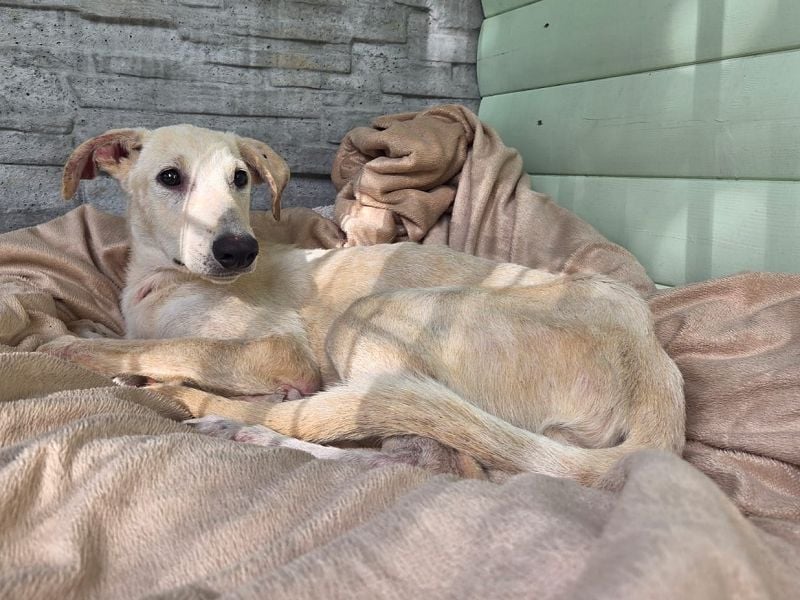 ♥NALA♥ am 11.Okt bei "Tiere suchen ein Zuhause" - süße, verschmuste, viel zu dünne Juniorin 53 cm