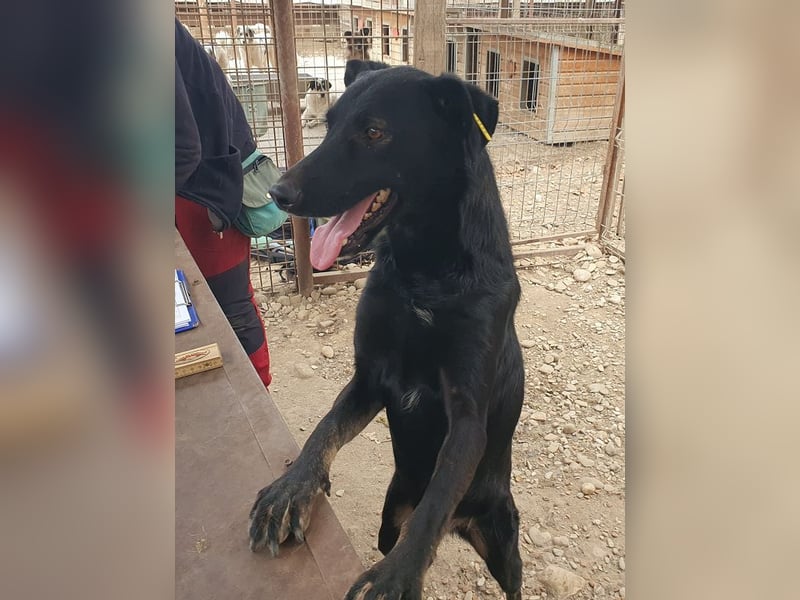 ♥POCAHONTAS♥ wunderschöne, sehr menschenbezogene, aufgeweckte Hündin voller Lebensfreude 58 cm