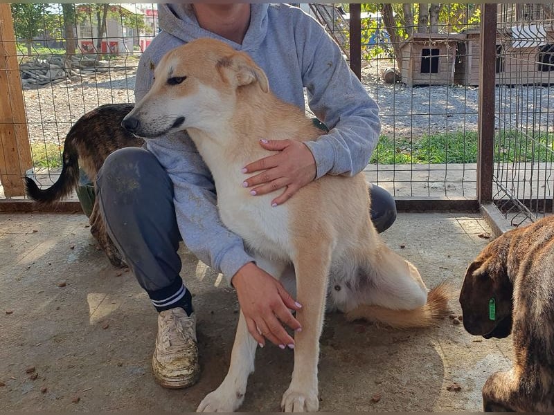 ♥RANDY♥ wunderschöner creme-weißer, anfangs noch zurückhaltender, ganz lieber Jungrüde 57 cm