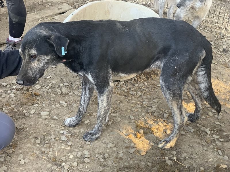 ♥SICCO♥ zu dünner, verschmuster, sehr menschenbezogener Rüde 60 cm