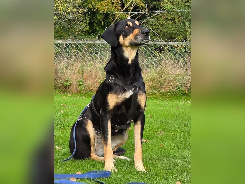 ♥STELLA♥ auf Pflegestelle bei Leverkusen -unglaublich menschenbezogene, aktuell zu dünne Hündin 60cm
