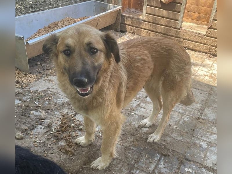 ♥TANJA♥ ganz liebe, aufgeschlossene Hündin mit fuchsrotem Fell 54 cm