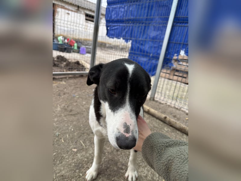 ⭐️GERDI⭐️, herzliche Hündin, 2,5 Jahre, 57 cm, Mischling, Tierschutz Rumänien