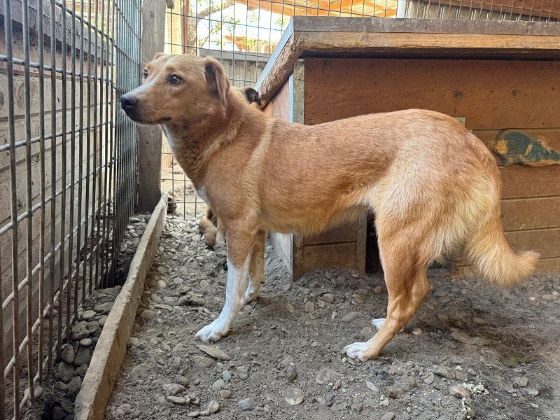 ♥RONJA♥ süße, stille, zarte Seele, der der Stress im Tierheim sichtlich zusetzt 50-55 cm