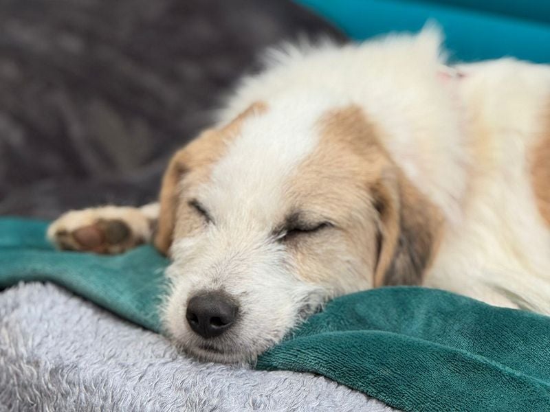 ♥MARLON♥ neu auf Pflegestelle bei Köln -hübscher, sehr menschenbezogener, kluger Drahthaar-Rüde 54cm