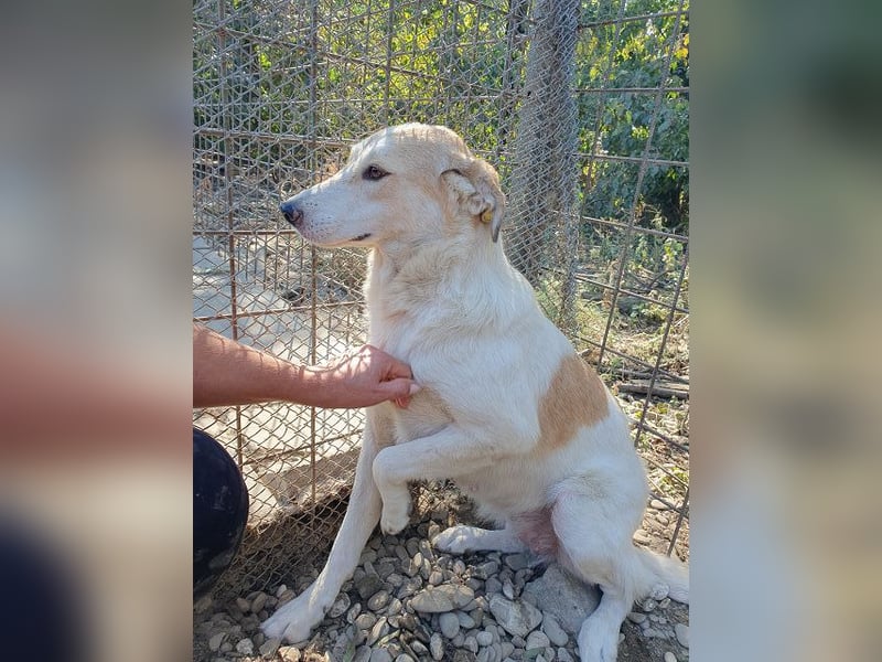 ♥CINDY♥ wunderschöne, neugierige Hündin, die noch unsicher im Umgang mit Menschen ist 54 cm