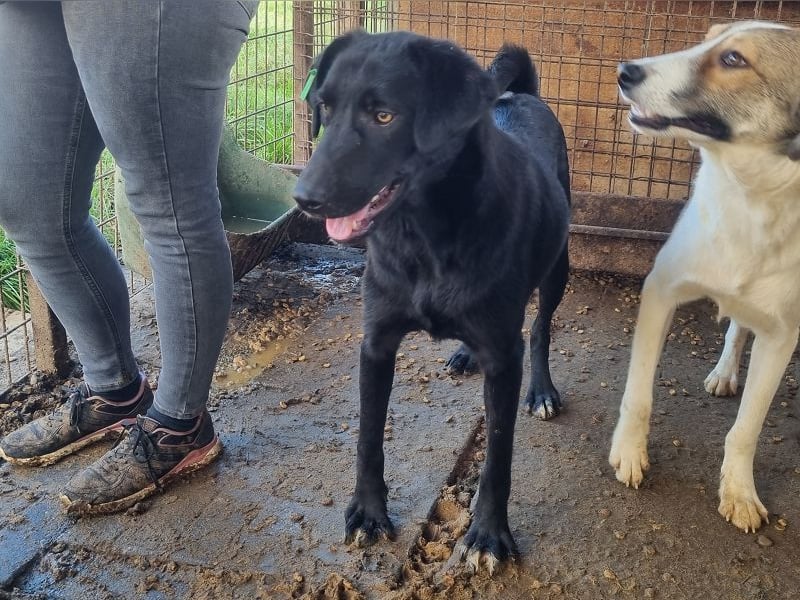 ♥ONJA♥ liebe Junghündin, die zu einer wahren Schönheit herangewachsen ist 57 cm