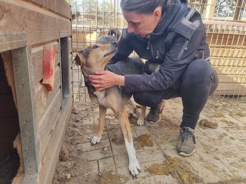 ♥STELLA♥ wunderbare, sehr liebe Seele von einer Hündin 53 cm