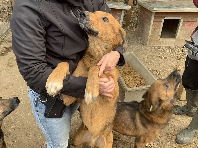 ♥GINO♥ 53 cm; Wer einen aufgeschlossenen, lebensfrohen Rüden sucht, ist bei Gino genau richtig