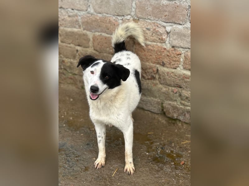 ⭐️SNOOPY⭐️, Spaßvogel und Spielkamerad, Rüde, 1,5 Jahre, 51 cm, Mischling, Tierschutz Rumänien