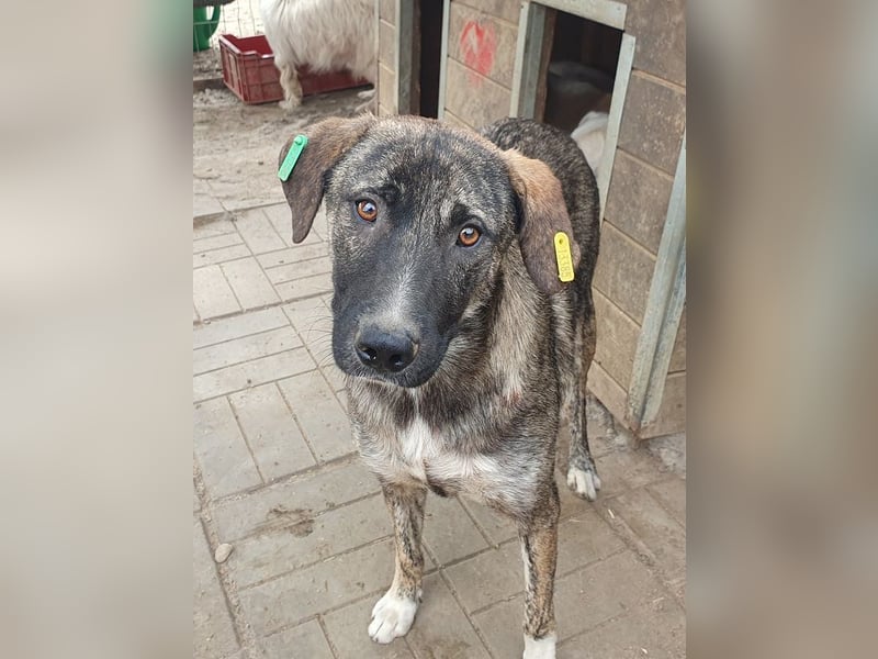 ♥FREDDY♥ süßer, sanfter, ruhiger Junghund mit einer sehr angenehmen zurückhaltenden Art 54 cm