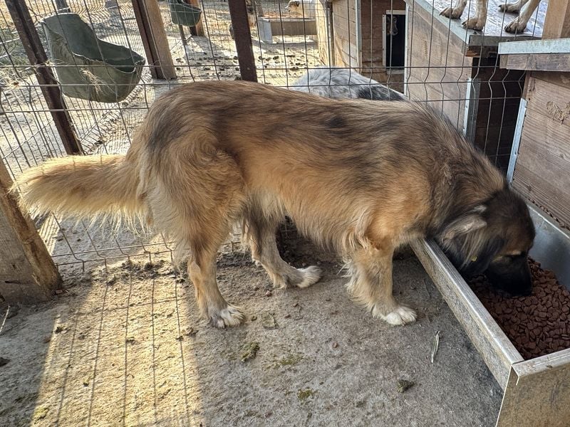 ♥TRUFFLES♥ wunderschöner, verschmuster,sanfter, anhänglicher Herdenschutzrüde mit längerem Fell 59cm