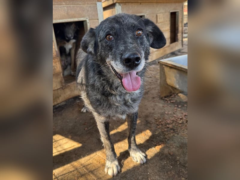 ♥JACKO♥ unglaublich lieber und menschenbezogener Senior, der schon 4 Jahre im Tierheim wartet 53 cm