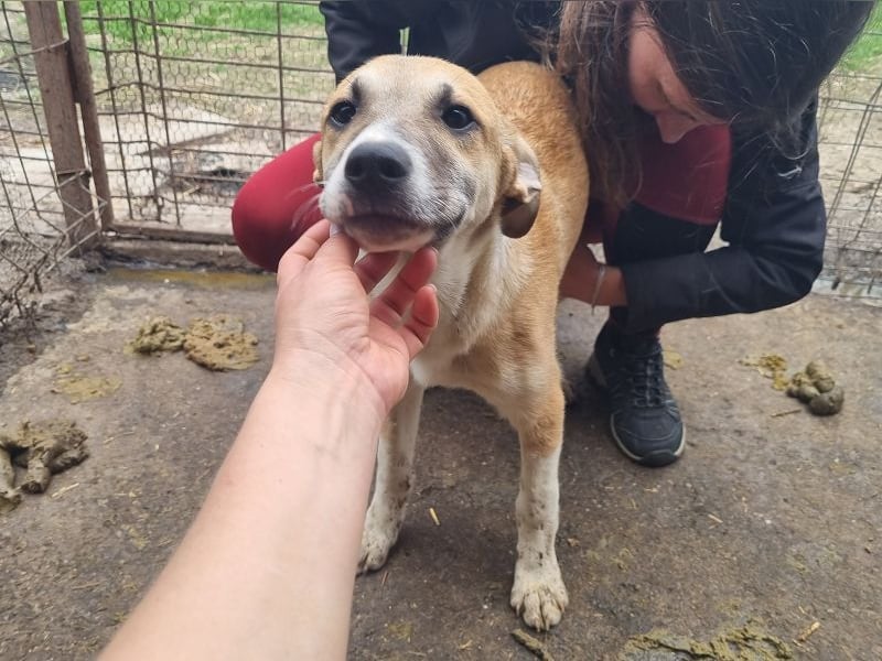 ♥BONNIE♥ zuckersüße, verspielte Junghündin, die schnell ausreisen sollte - wird größer