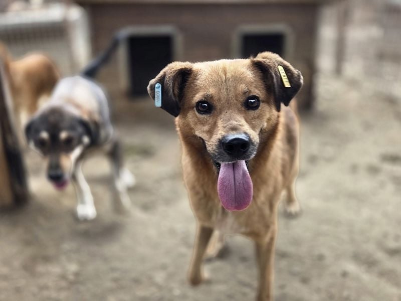 ♥JAKOB♥ süßer, anhänglicher Rüde voller Emotionen, der so viel Herz und Lebensfreude hat 56 cm