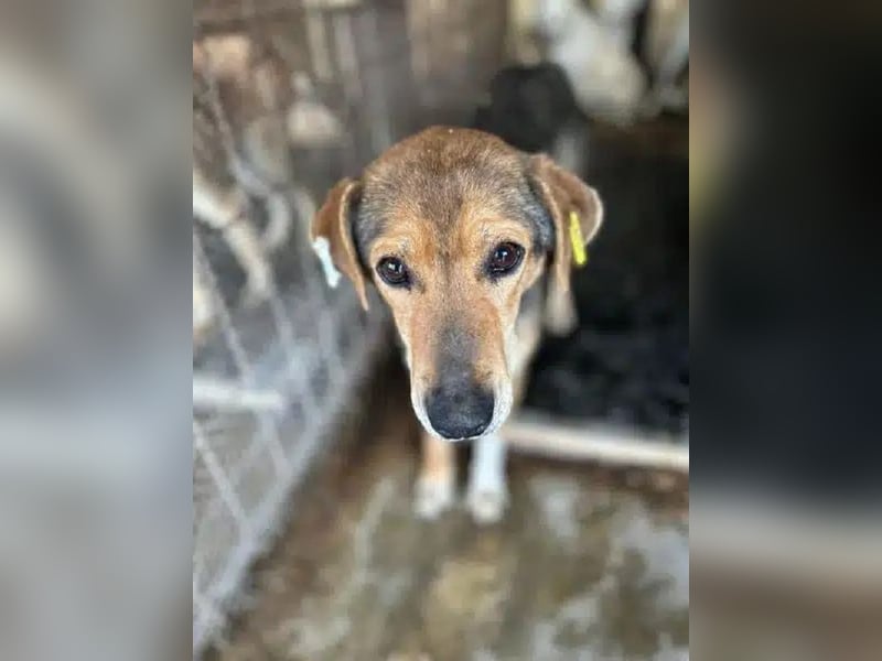 ♥STELLA♥ wunderbare, sehr liebe Seele von einer Hündin 53 cm