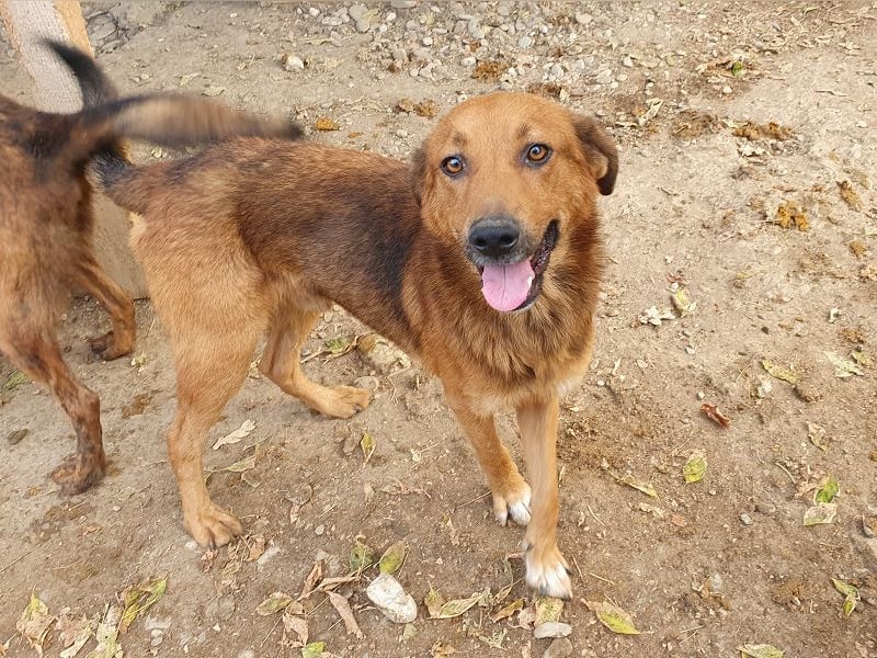 ♥GINO♥ 53 cm; Wer einen aufgeschlossenen, lebensfrohen Rüden sucht, ist bei Gino genau richtig