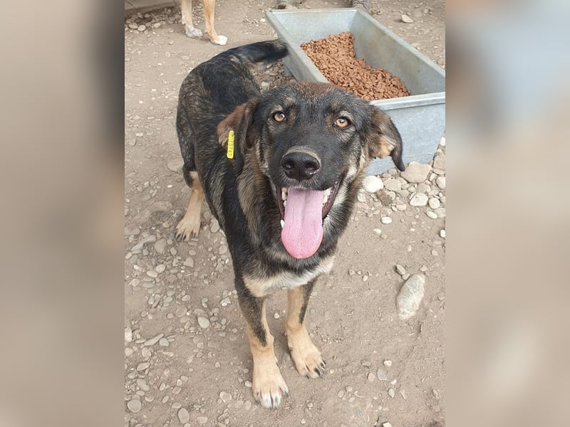 ♥MATTEO♥ wunderschöner, verschmuster, anhänglicher Junior mit leuchtend braunen Augen 52 cm