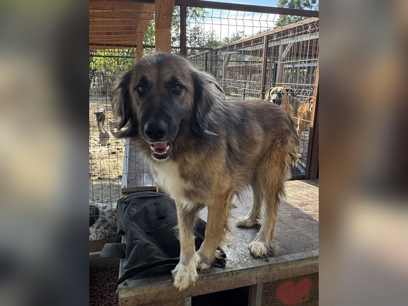 ♥TRUFFLES♥ wunderschöner, verschmuster,sanfter, anhänglicher Herdenschutzrüde mit längerem Fell 59cm