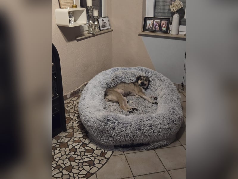 BRANA, tolle Charakterhündin, 2,5 Jahre, Pflegestelle 46359, 60 cm, Tierschutz Rumänien