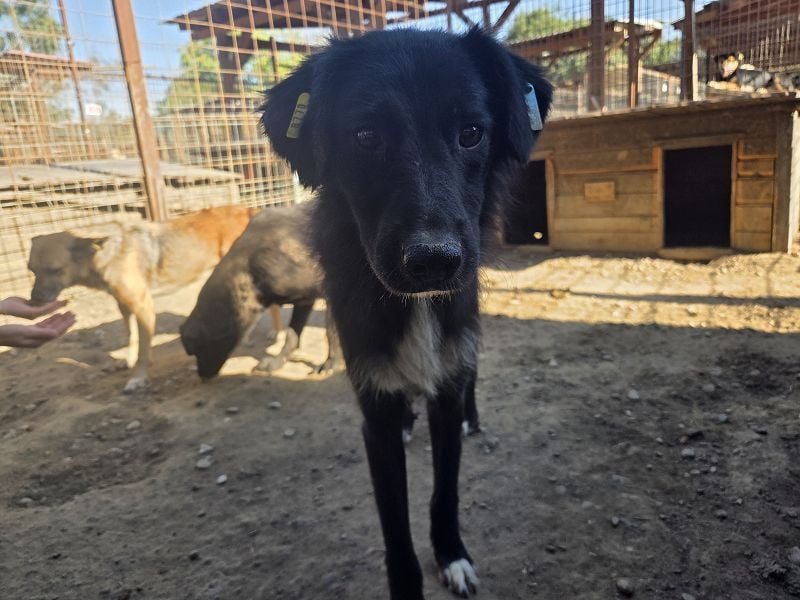 ♥MAURILIO♥ zuckersüßer, sanfter, noch vorsichtiger Rüde, der schon 3 Jahre im Tierheim lebt 55 cm