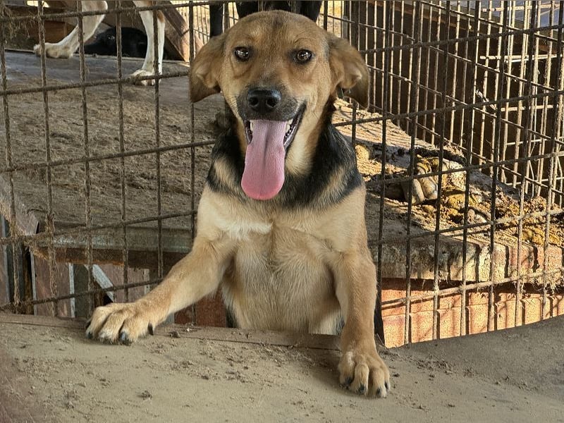 ♥VITA♥ sehr zutrauliche, liebe, neugierige Schmusebacke 52 cm