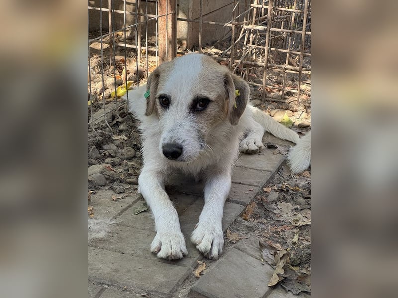 ♥MARLON♥ neu auf Pflegestelle bei Köln - lieber, zurückhaltender, zu dünner Drahthaar-Rüde 54cm