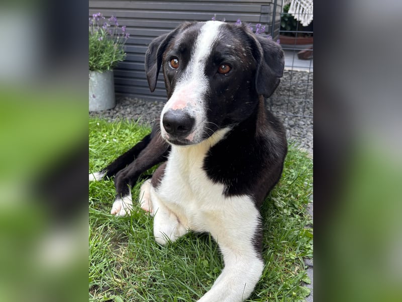 YAFFA, superliebe Spätzünderin, Pflegestelle Köln, 56 cm, 2,5 Jahre, Mischling, Tierschutz Rumänien