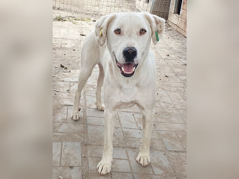 ♥WILLY♥ wunderschöner weißer Rüde mit einem besonders sanften und sensiblen Wesen 57 cm