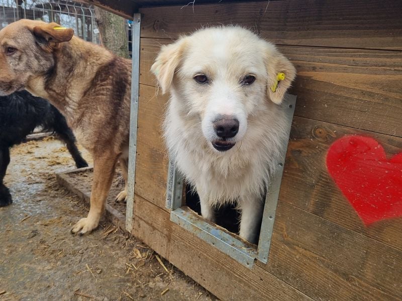 ♥TIBO♥ hübscher, süßer, sehr zutraulicher Rüde 55 cm