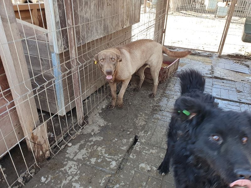 ♥THEA♥ sehr menschenbezogene, hübsche, verschmuste Hündin 54 cm