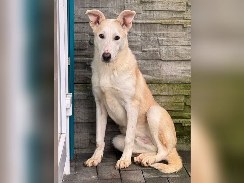 ♥SEPPI♥ neu auf Pflegestelle bei Köln - süßer, etwas zurückhaltender Junior 59 cm