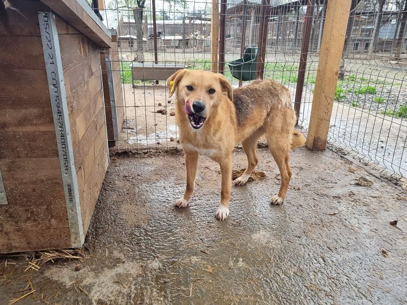 ♥LUCIA♥ süße, zarte Hündin, die vom Tierheimleben eingeschüchtert ist 54 cm