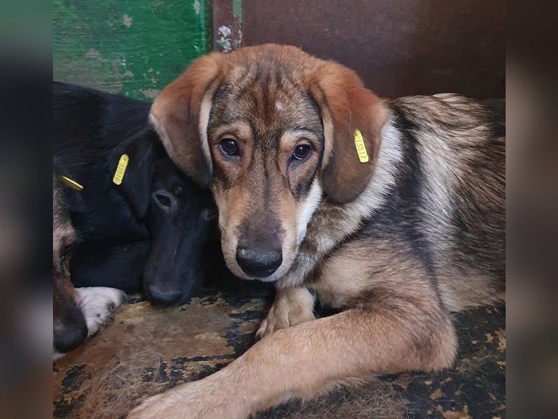 ♥MARLIN♥ ruhiger, lieber, vorsichtiger Rüde, der im Tierheim völlig überfordert ist 52 cm