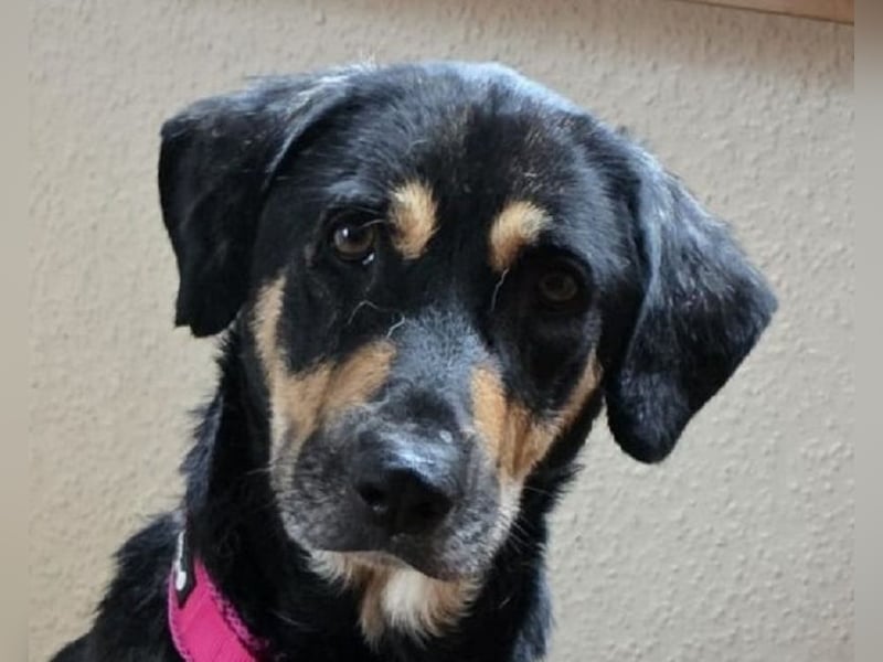 NOTFALL ♥STELLA♥ neu auf Pflegest bei Leverkusen -unglaublich menschenbezogene, zu dünne Hündin 60cm