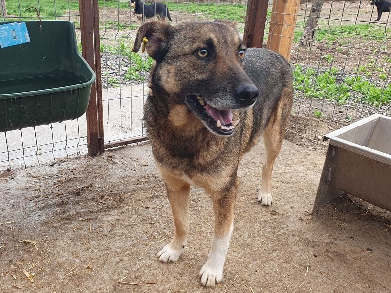 ♥NANDO♥ wunderbarer, ganz aufgeschlossener Rüde - eine wahre Frohnatur 53 cm