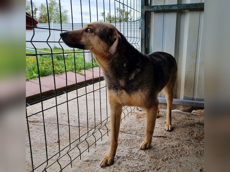 ♥BENJI♥ wunderbarer Rüde: verschmust, anhänglich, ganz lieb 52 cm