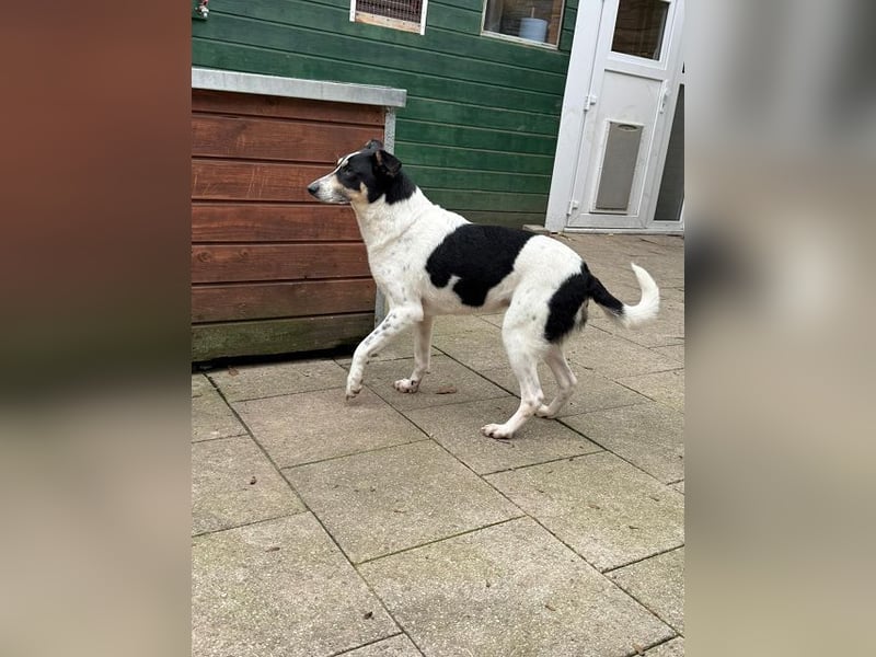 ♥AMANDA♥ auf Pflegestelle bei Köln - süße, verschmuste und unkomplizierte Hündin 54 cm