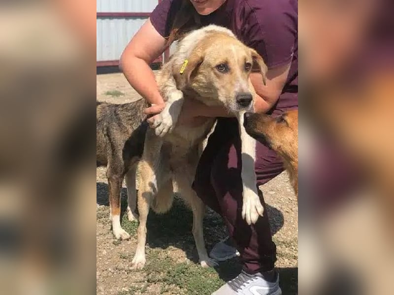 NOTFALL ♥MINELLA♥ anfangs noch vorsichtige, liebe, hübsche Hündin, die gemobbt wird 50-55 cm