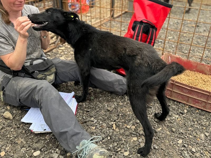 ♥MAYRA♥ verschmuste, äußerst menschenbezogene, wunderschöne zarte schwarze Hündin 53 cm