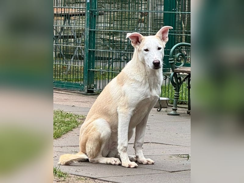 ♥SEPPI♥ neu auf Pflegestelle bei Köln - süßer, etwas zurückhaltender Junior 59 cm