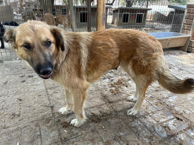 ♥TANJA♥ ganz liebe, aufgeschlossene Hündin mit fuchsrotem Fell 54 cm