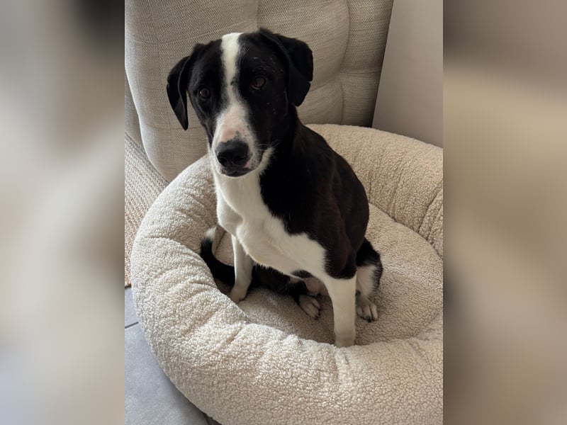 YAFFA, superliebe Spätzünderin, Pflegestelle Köln, 56 cm, 2,5 Jahre, Mischling, Tierschutz Rumänien